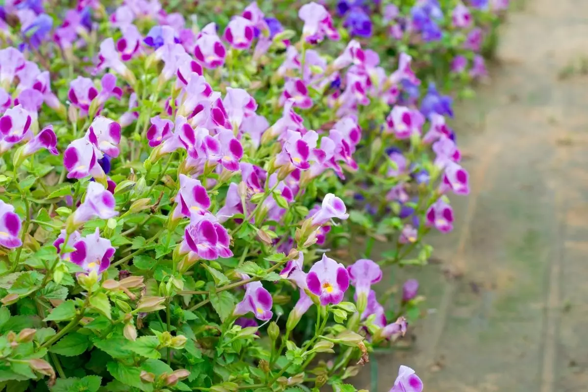 Torênia: essa planta também é conhecida como amor-perfeito - reprodução: Canva