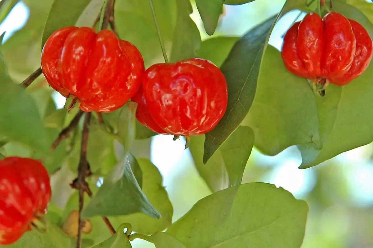 Pitanga: conheça as curiosidades dessa fruta pouco popular - reprodução: Canva