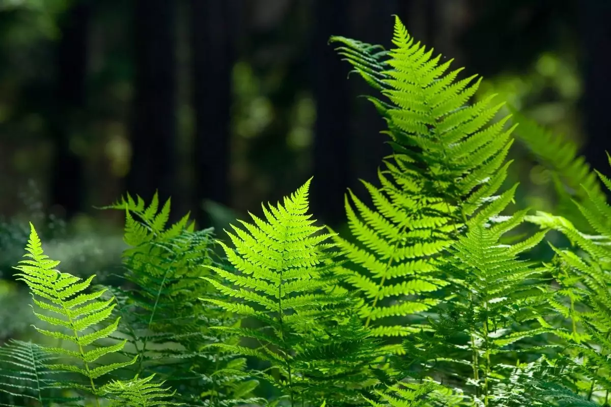 Plantas para casa: aprenda agora quais são as melhores espécies - reprodução: Canva