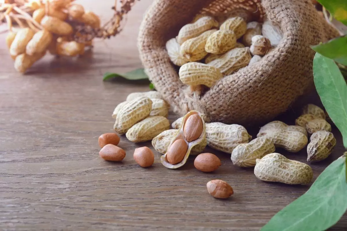 Plantar amendoim em vaso: aprenda a fazer com este passo a passo