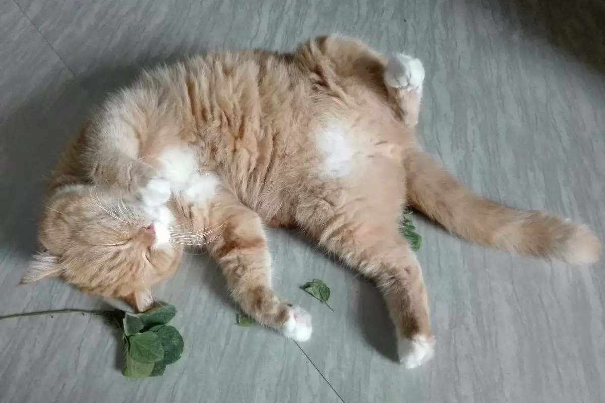 Erva-de-gato: aprenda a plantar e cultivar catnip para seu gatinho (Canva/Reprodução)