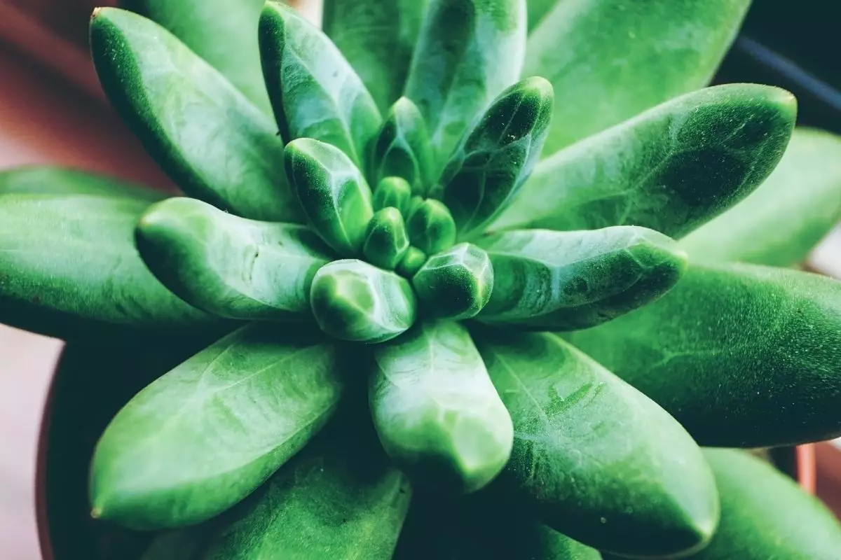 Suculenta diamante: a planta bela e preciosa que você precisa conhecer (Canva/Reprodução)