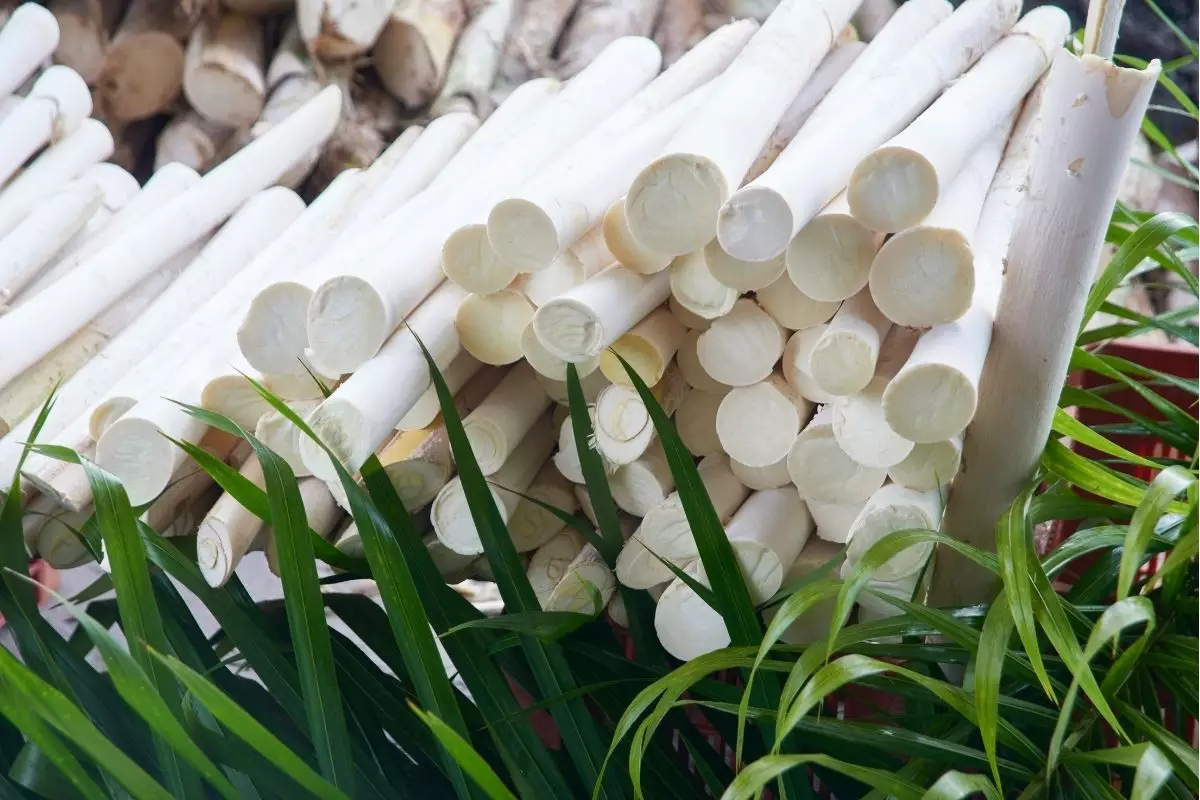 Pupunha: miniguia para cultivar esse tipo de palmito em casa