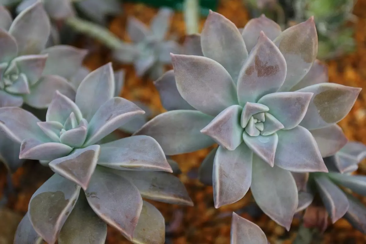 Planta fantasma Graptopetalum: miniguia da suculenta que dá calafrio (Canva/Reprodução)