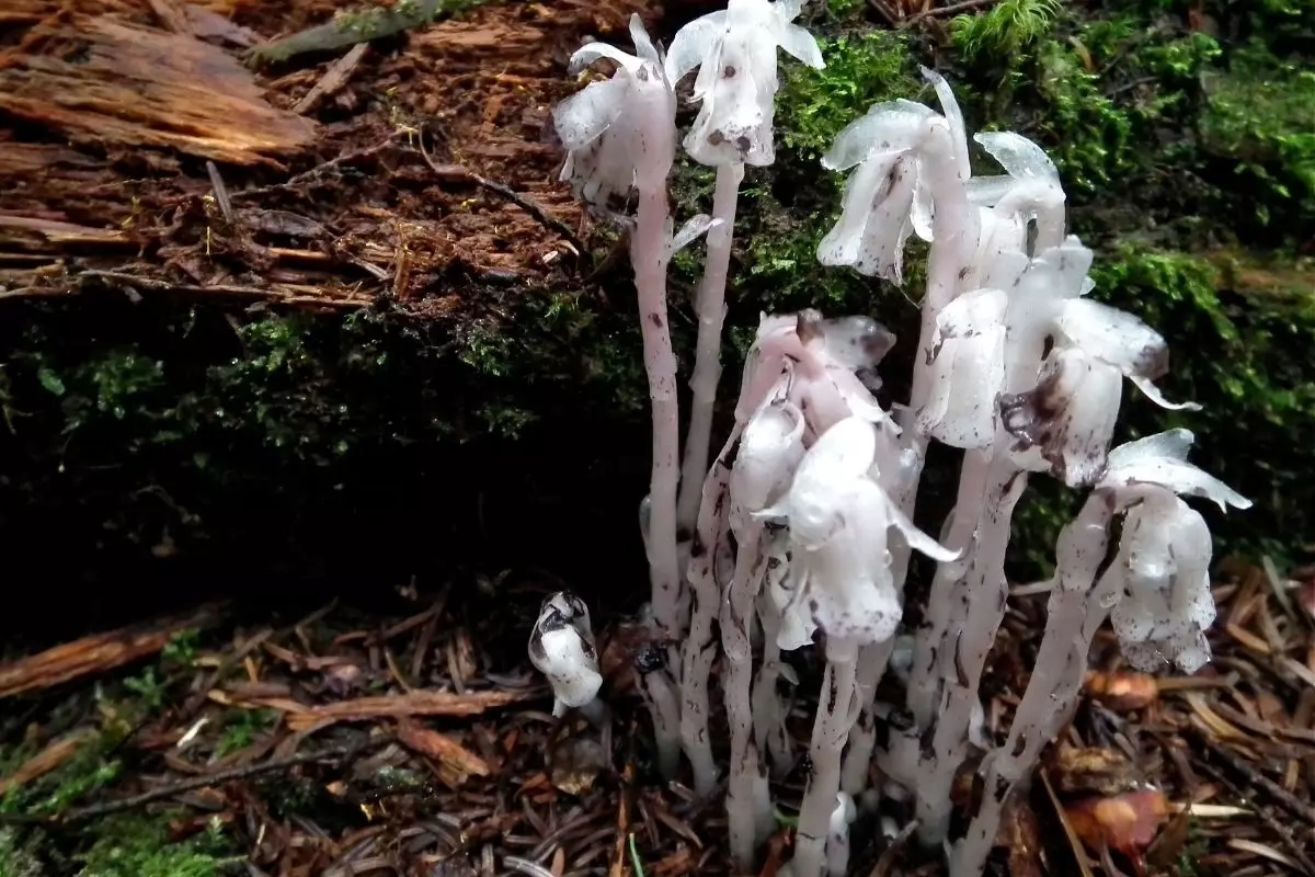 Planta fantasma Monotropa uniflora: conheça a flor horripilante (Canva/Reprodução)