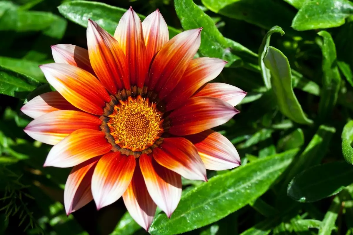 Gazânia: saiba todas as curiosidades dessa linda flor - reprodução: Canva