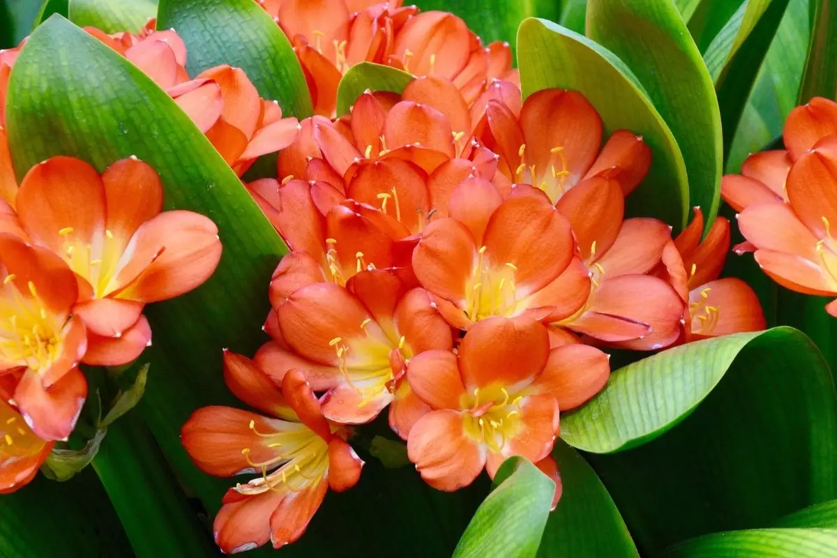 Clívia: conheça as curiosidades dessa espécie que chama tanta atenção - reprodução: Canva
