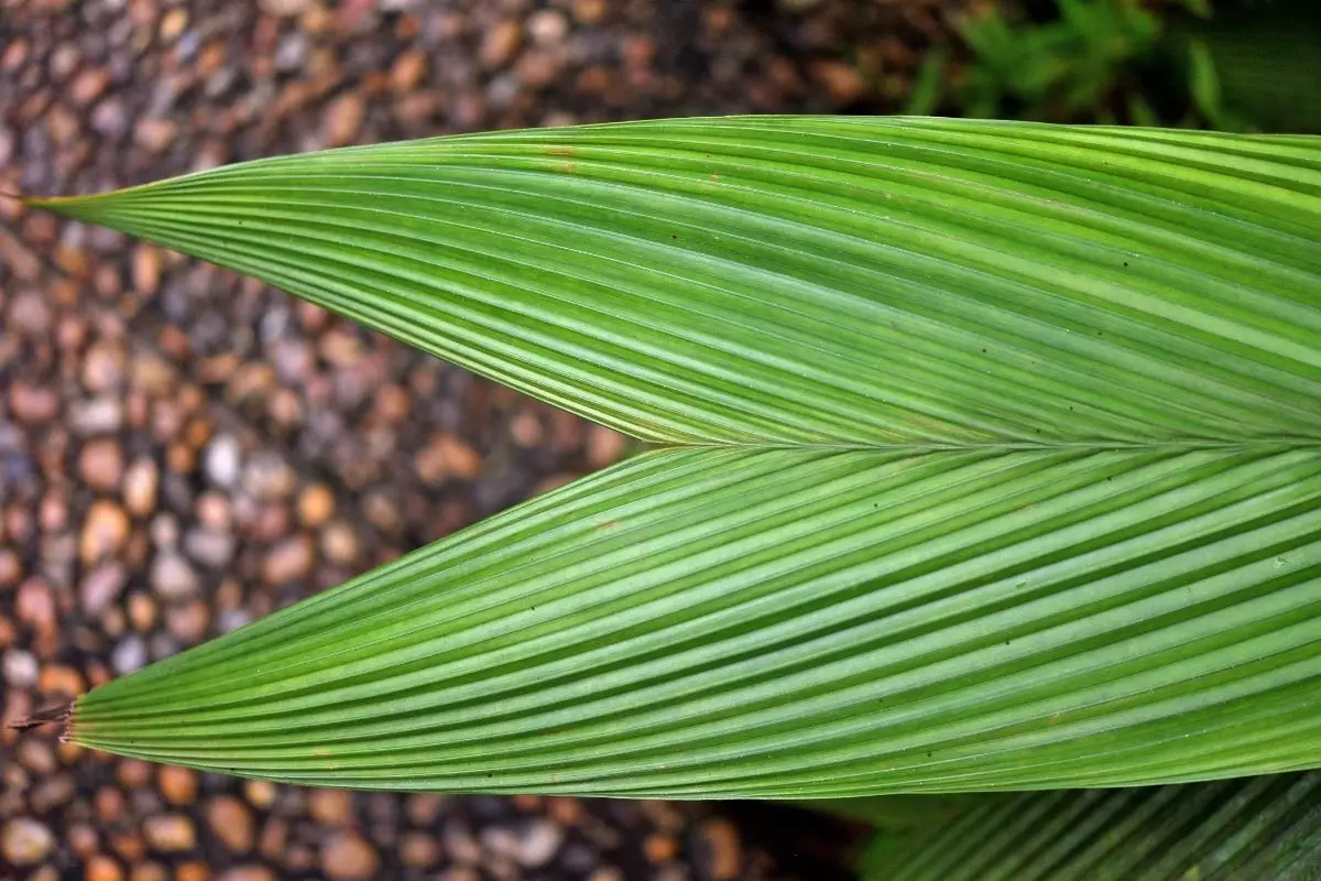 Curculigo: conheça as curiosidades dessa planta - reprodução: Canva