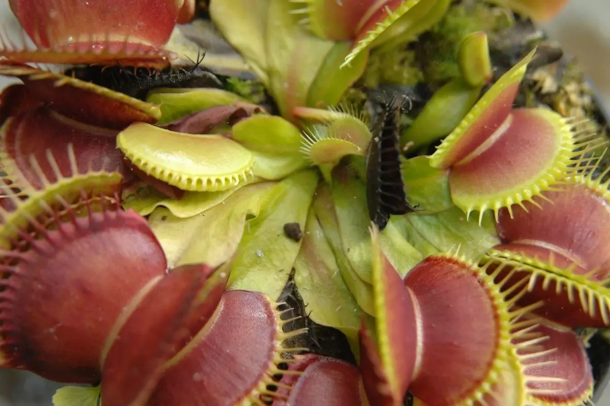 Planta carnívora dioneia: saiba mais sobre essa curiosa planta (Canva/Reprodução)