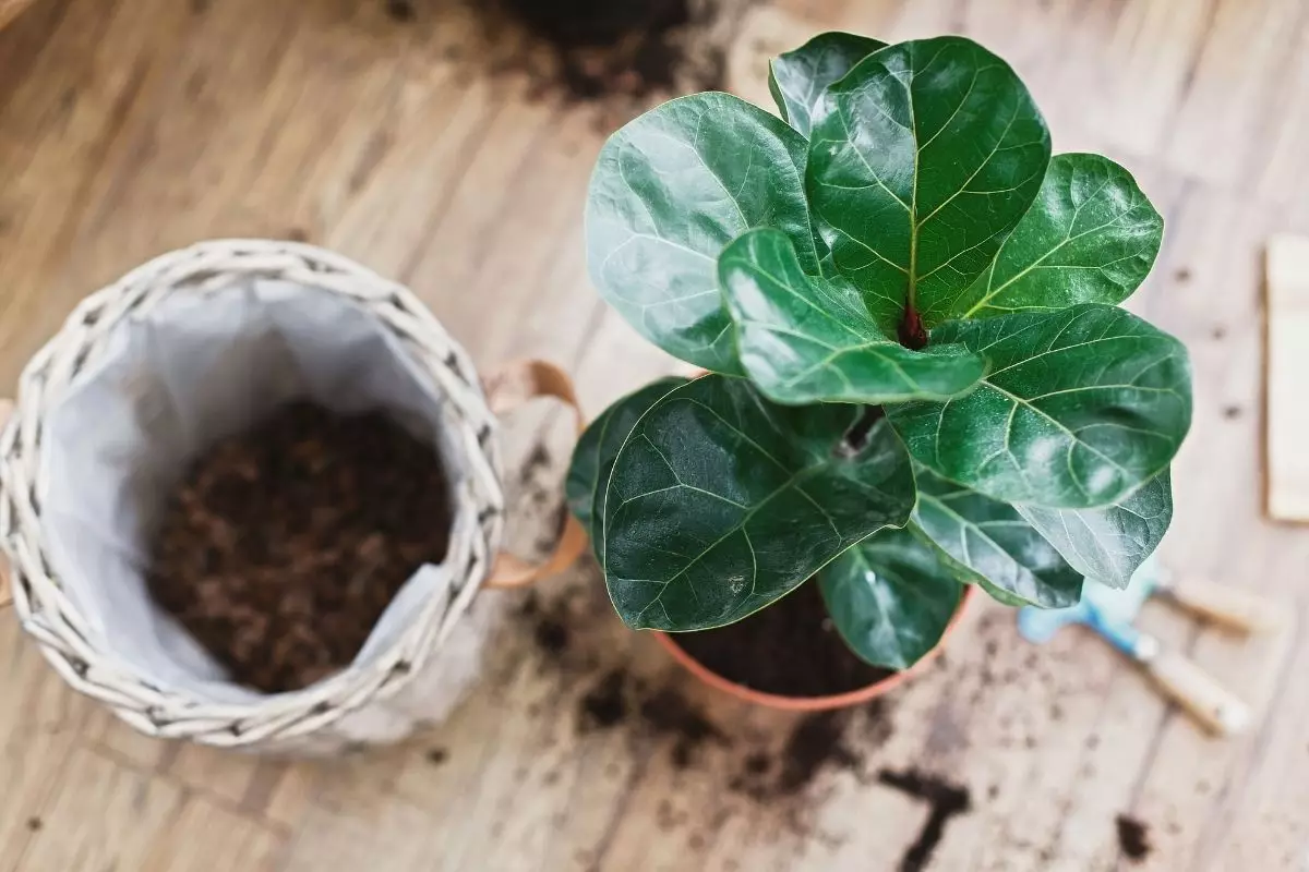 Ficus lyrata ou ficus-lira: aprenda tudo sobre essa belíssima planta