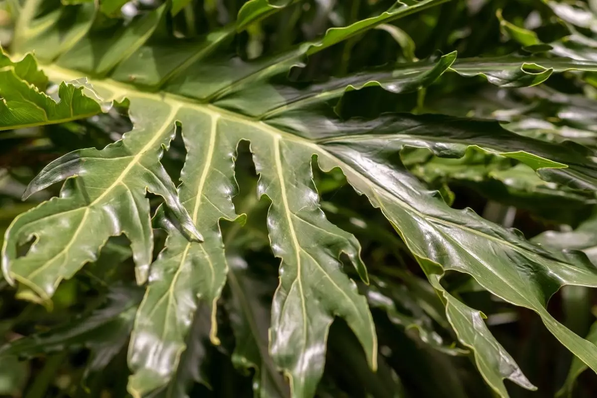 Saiba tudo sobre o imbé, essa planta exótica e que ornamenta muito bem- reprodução: Canva