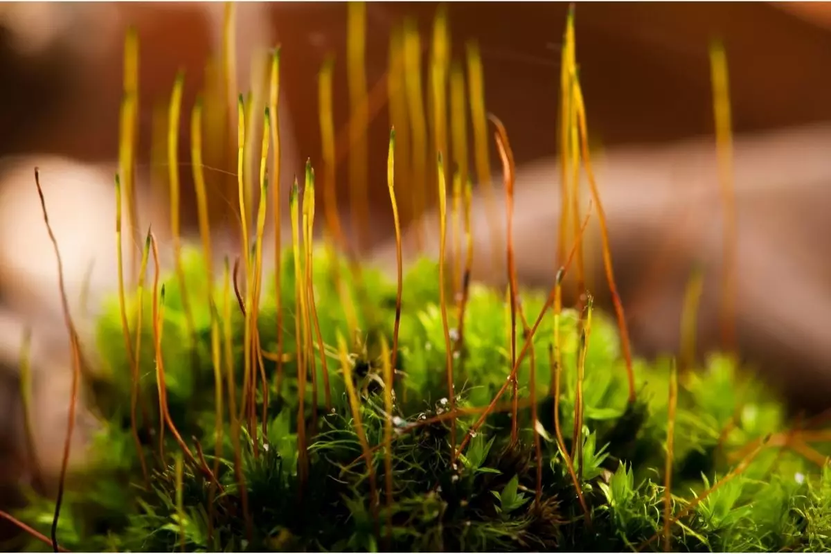 Desvendando o esfagno entenda o papel desse musgo nas suas plantas - Reprodução Canva