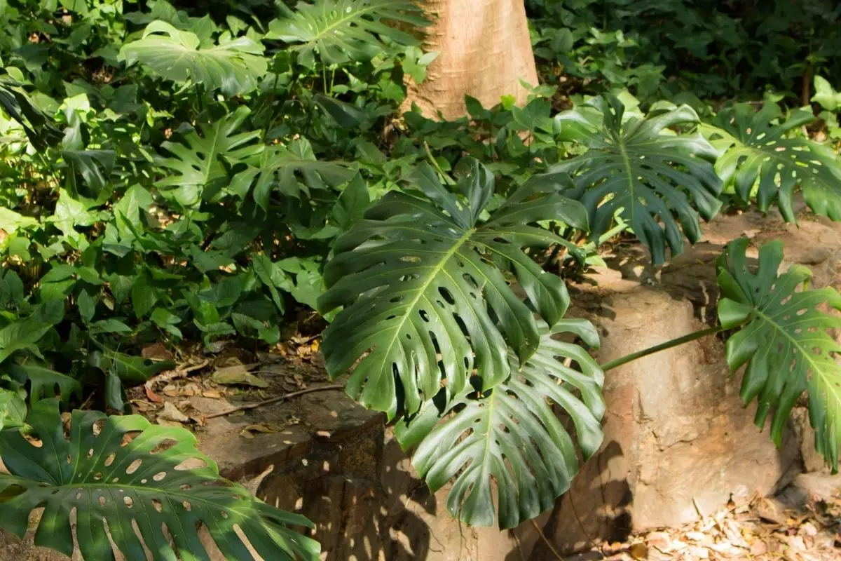 Dicas para deixar perfeita sua planta costela de adão - Imagem Canva