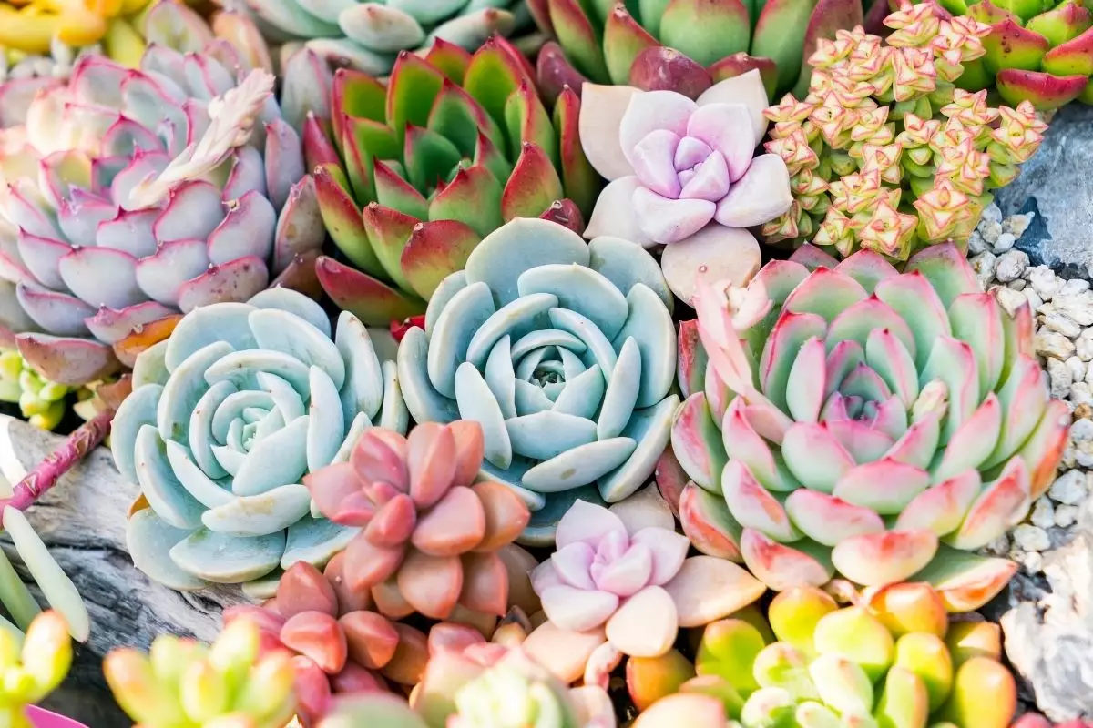 Dicas práticas para cultivar plantas suculentas confira agora - Reprodução Canva