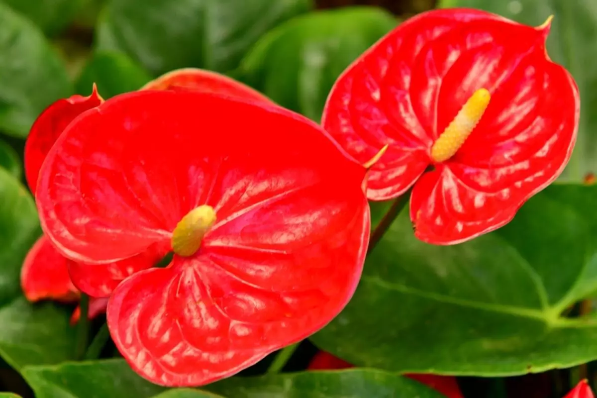 Dicas práticas para cultivo da planta antúrios confira agora os cuidados - Reprodução Canva