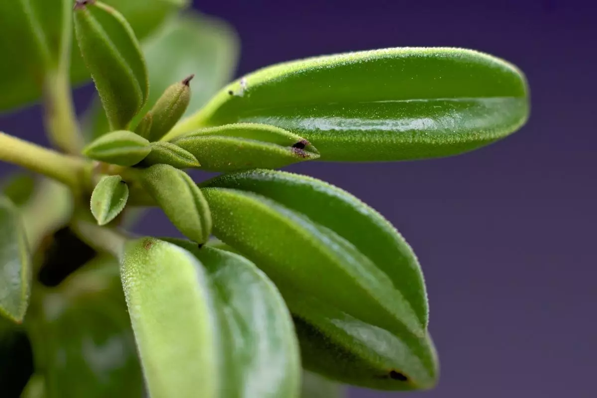 Dicas rápidas e práticas para cultivar a planta peperômia - Reprodução Canva