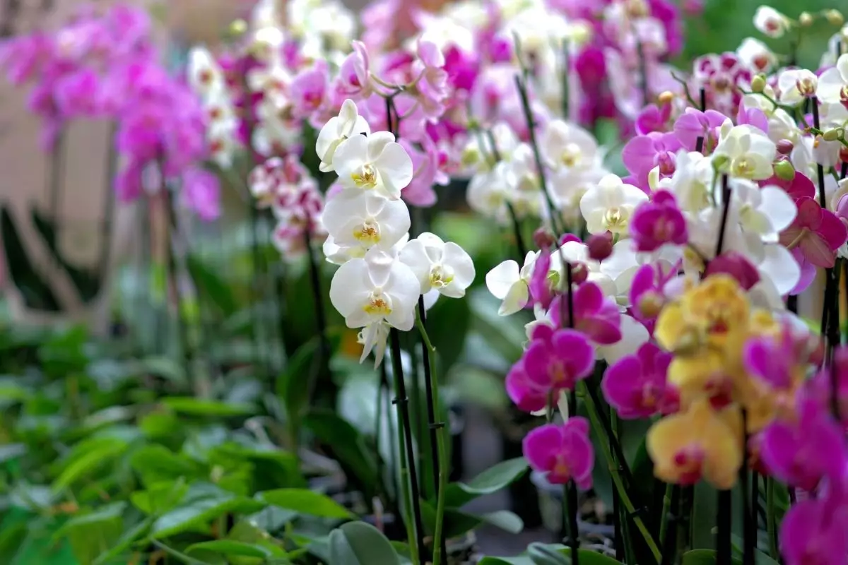plantar orquídeas em vaso- Reprodução Canva