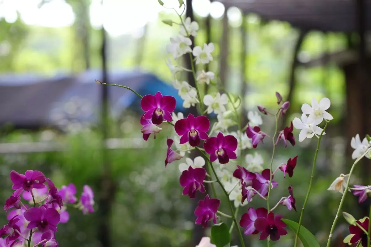 Dicas simples para orquídeas confira como evitar fungos nessa planta - reprodução canva