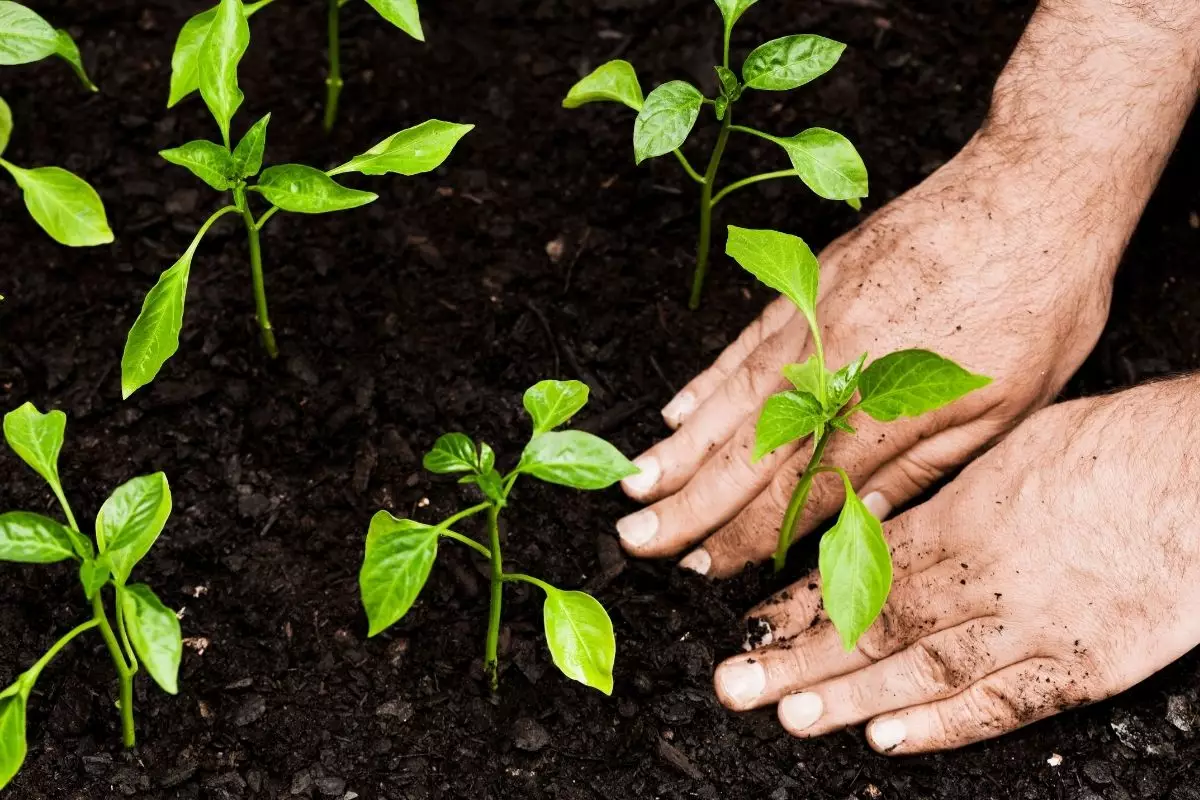 Diferenças de cultivo da planta Singônio na água e no substrato - Reprodução canva