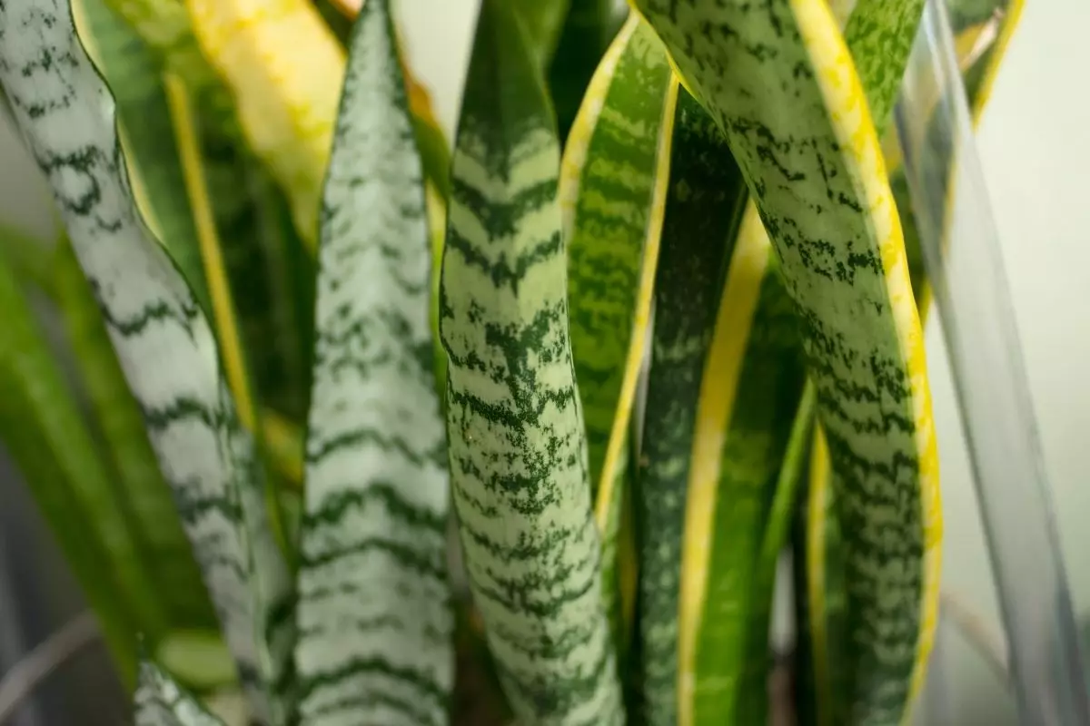 Espada-de-São-Jorge: dicas rápidas para cuidar dessa planta magnífica