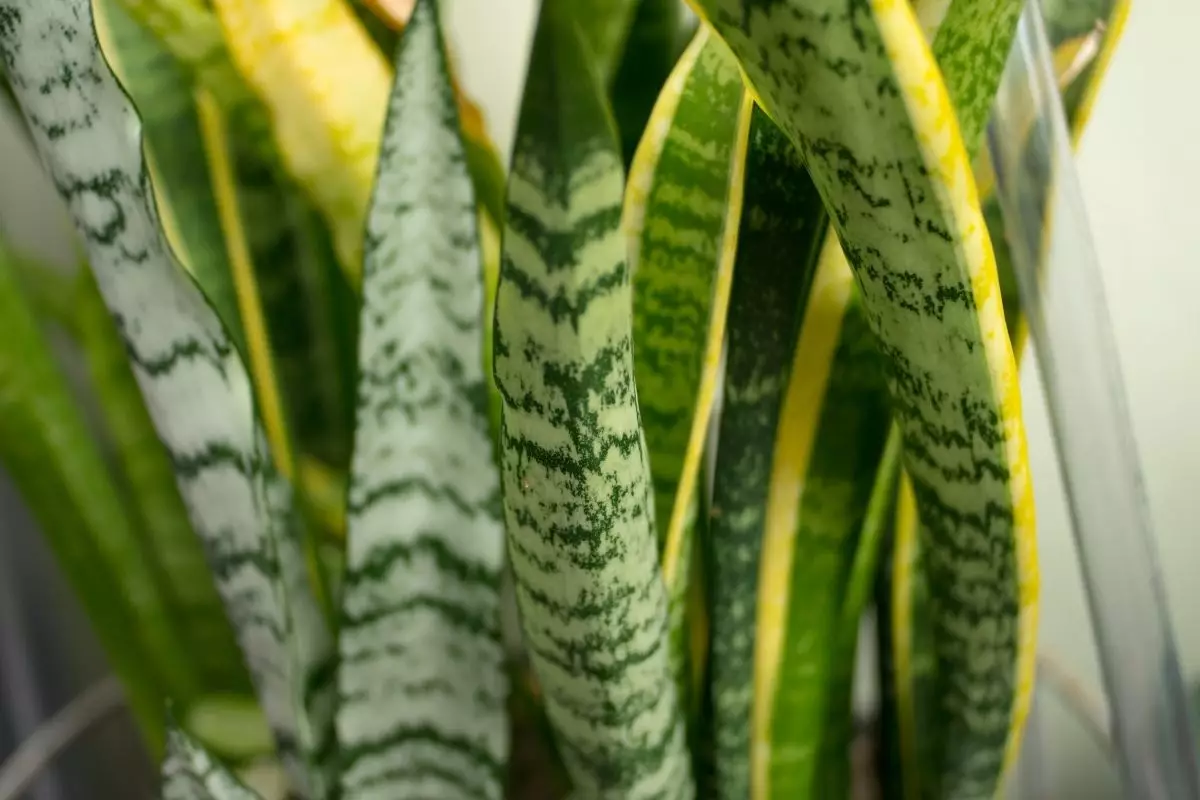 Espada de São Jorge saiba tudo sobre essa espécie e o que ela representa - reprodução Canva