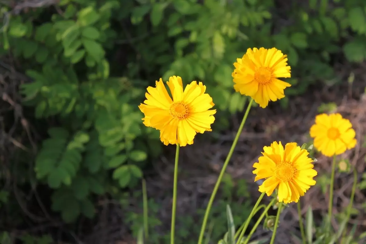 Falsa camomila: descubra dicas exclusivas para cuidar dessa herbácea americana e deixá-la exuberante - Fonte Canva