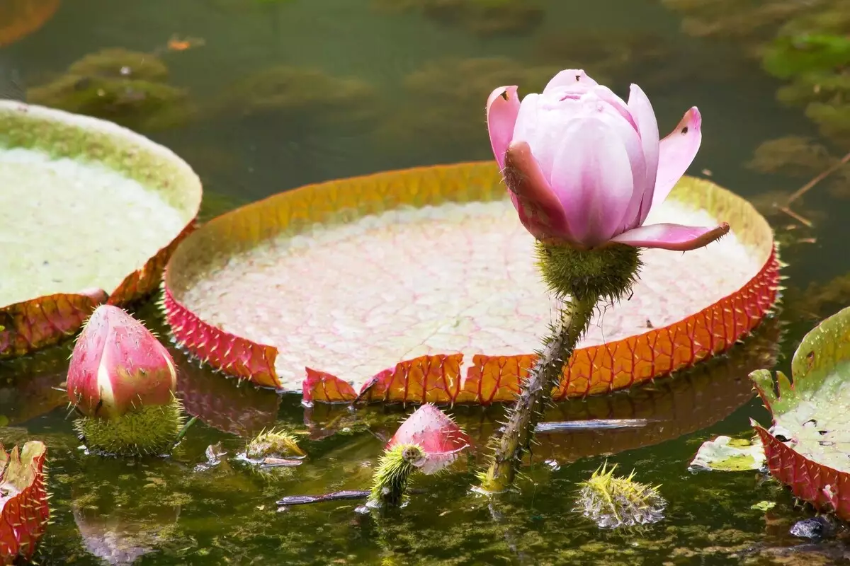 Flor vitória régia: veja como cuidar dessa espécie aquática popular no Brasil - Fonte Canva