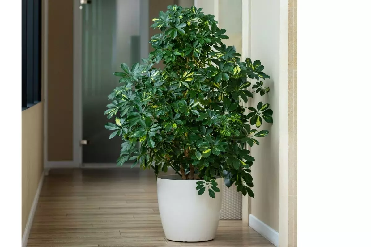 Folhagem Cheflera cuidados para cultivar e manter essa linda folhagem - by Canva