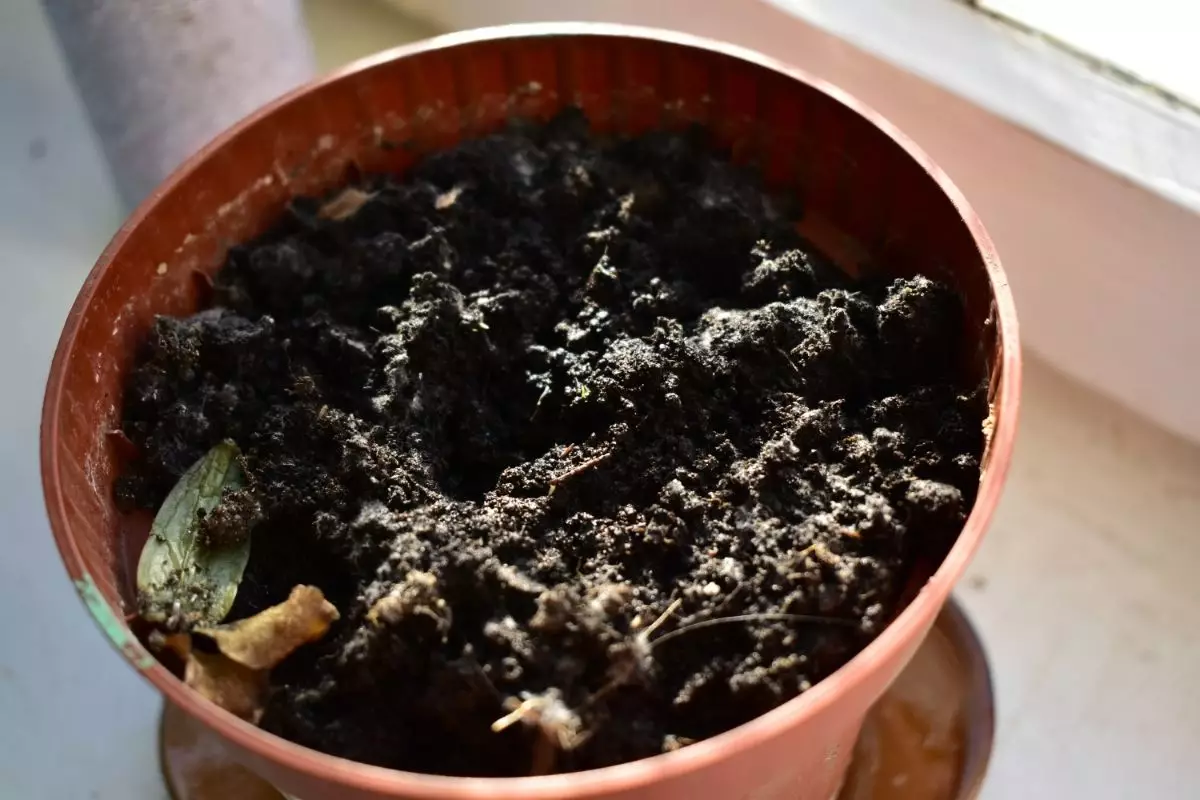 Vaso adequado para o plantio - Reprodução Canva (1)