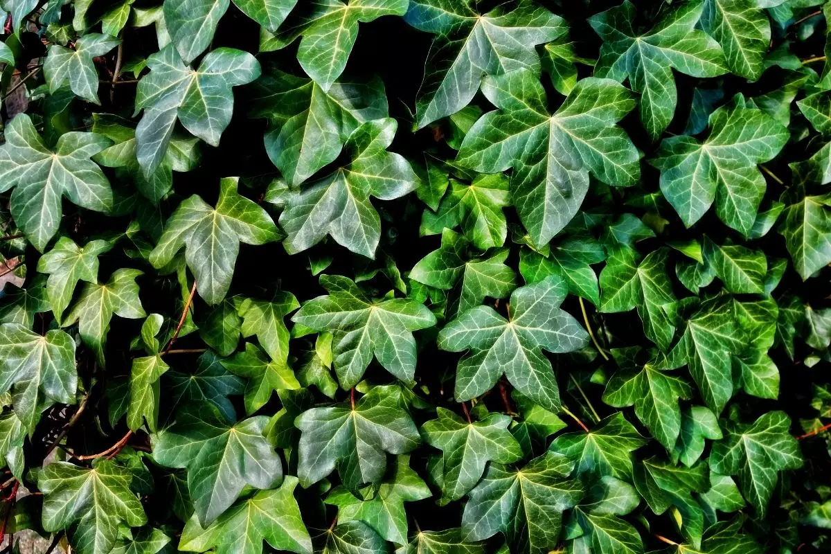 Hera: aprenda dicas incríveis para cultivar essa planta, confira - Canva