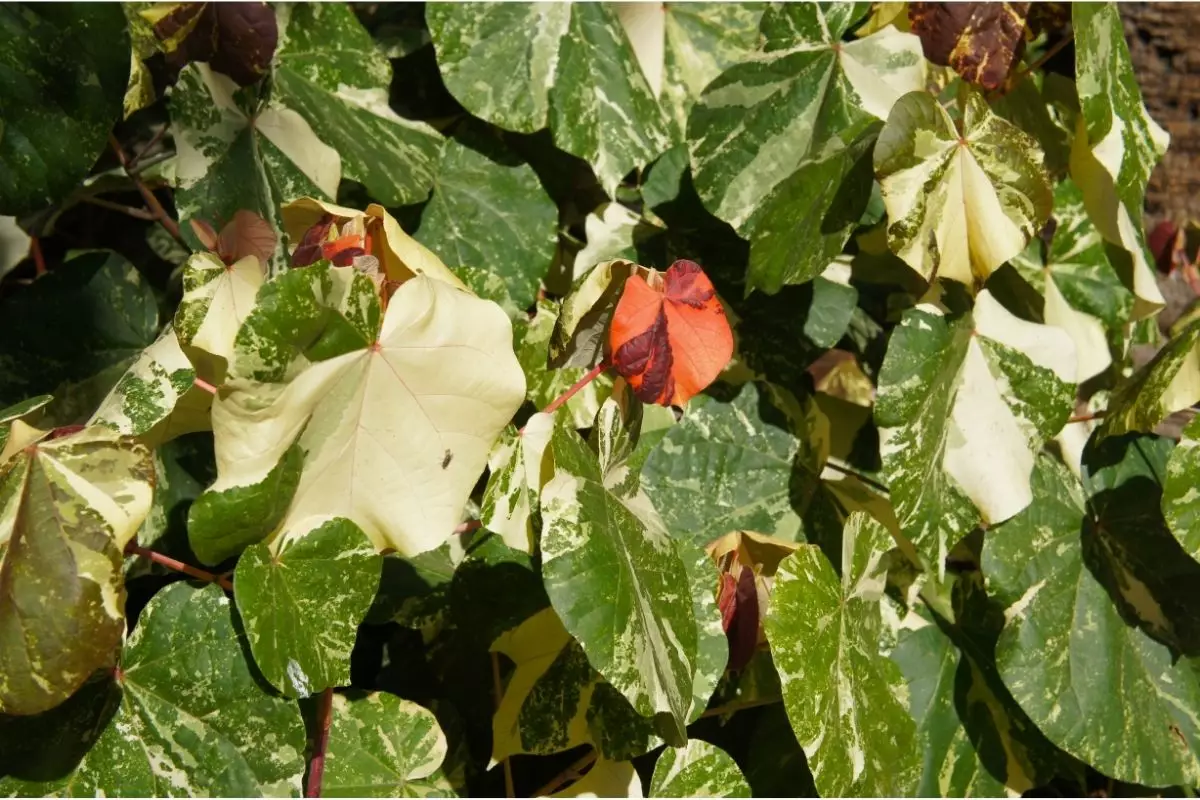 Hibisco Colorama conheça a planta tricolor super ornamental, perfeita para a sua casa - Reprodução Canva