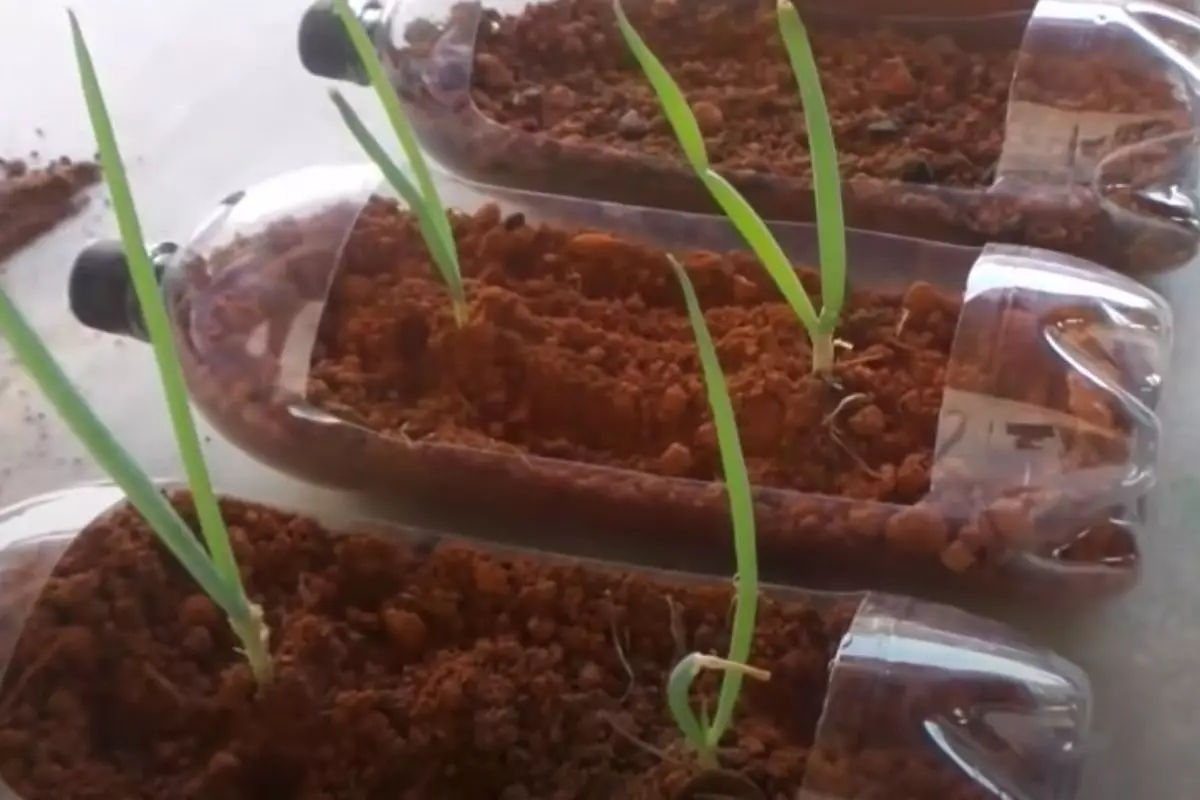 Horta simples e barata: aprenda a cultivar cebolinha verde em garrafa pet