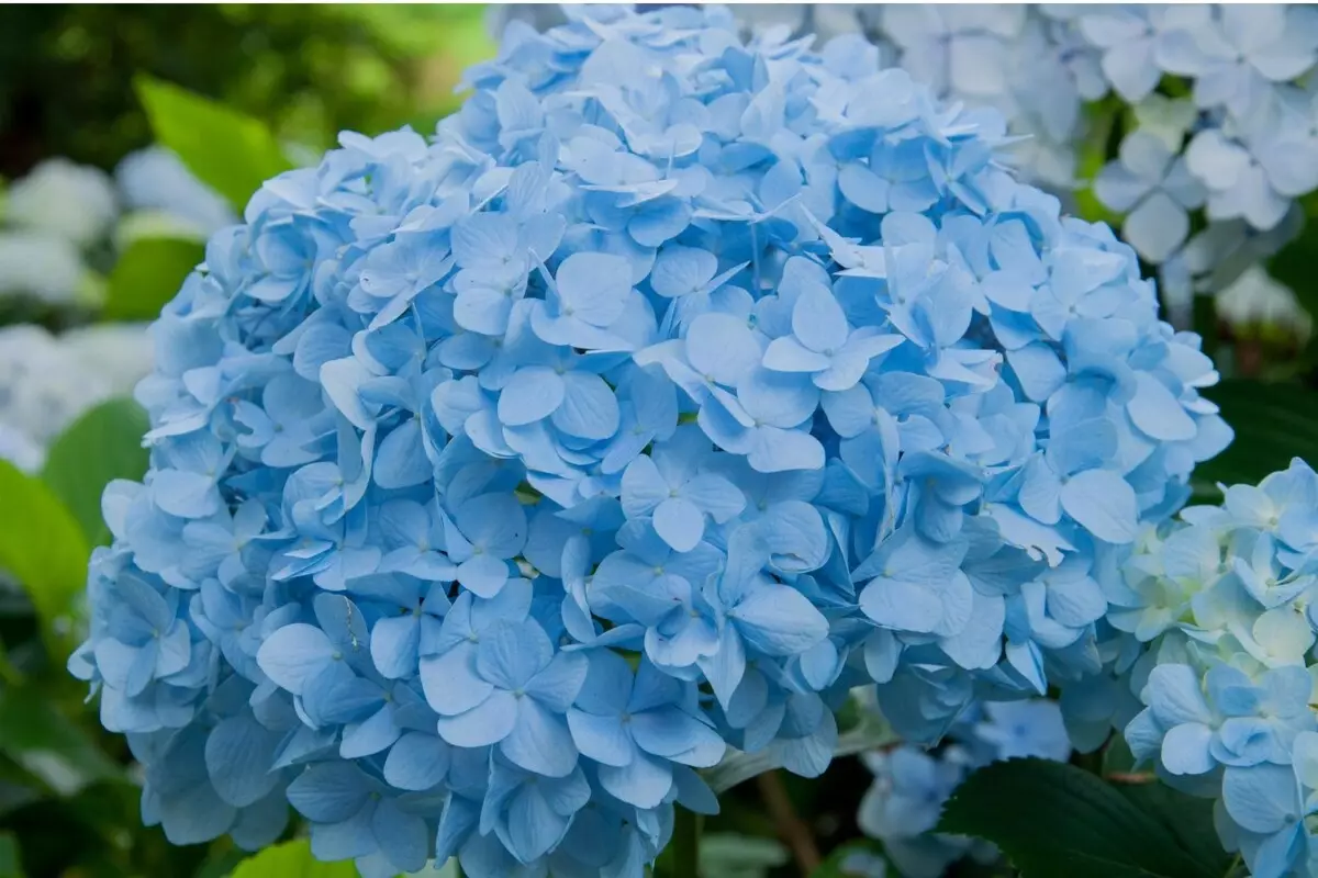 Hortênsia: acompanhe informações exclusivas sobre essa espécie e como deixá-la perfeita - Fonte Canva