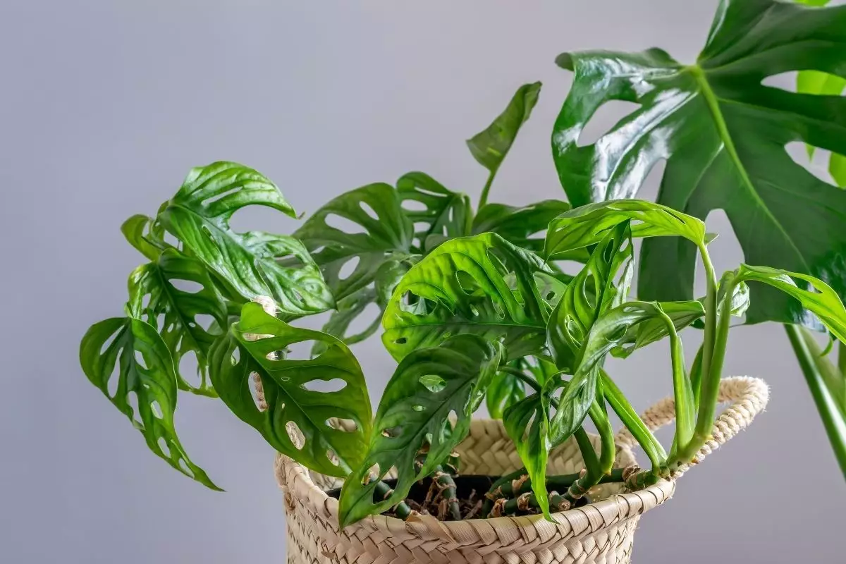 Imbé Furado saiba como cultivar a planta e aprenda dicas sobre cuidados básicos - Reprodução Canva (1)