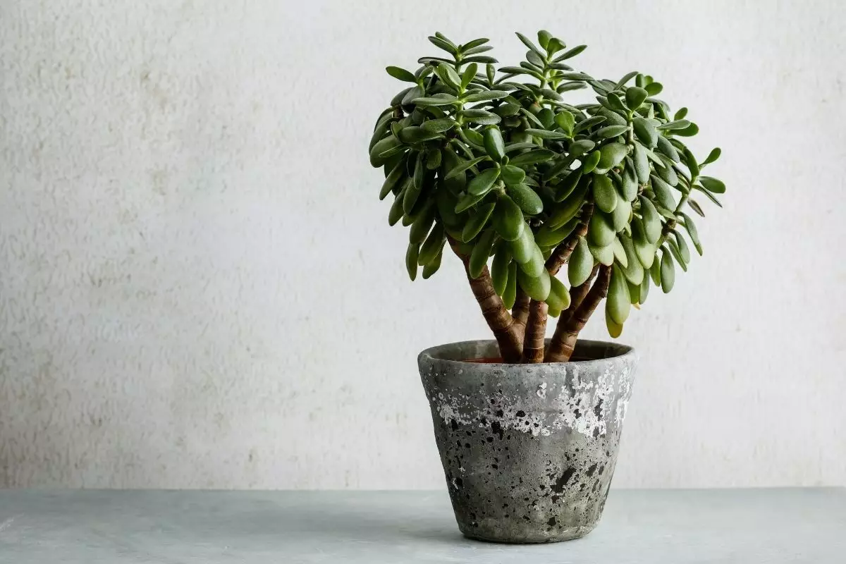 Jade: dicas rápidas e práticas para cultivar essa planta - Reprodução Canva