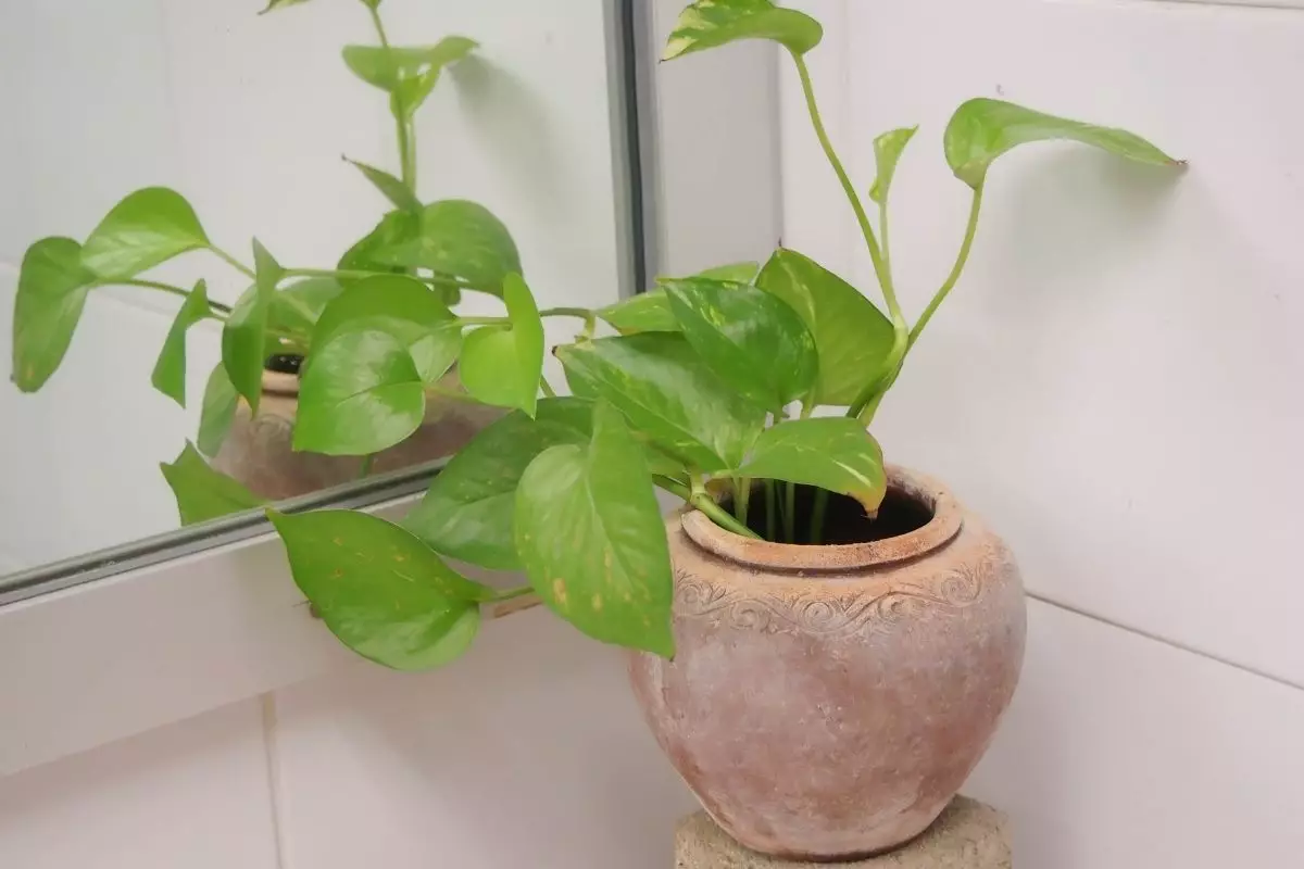 Jiboia conheça essa planta e aprenda como cuidar dela em casa- reprodução Canva