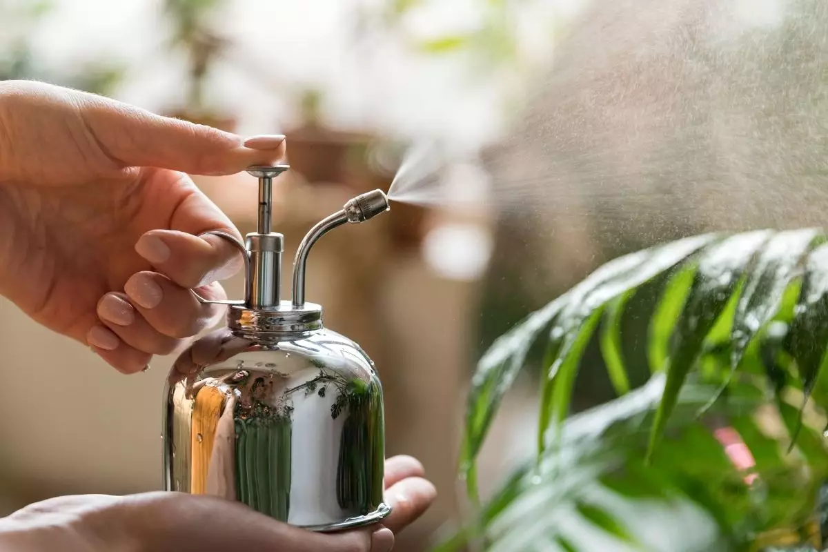 Jogar água oxigenada nas plantas Entenda porque sua planta agradece - Reprodução Canva