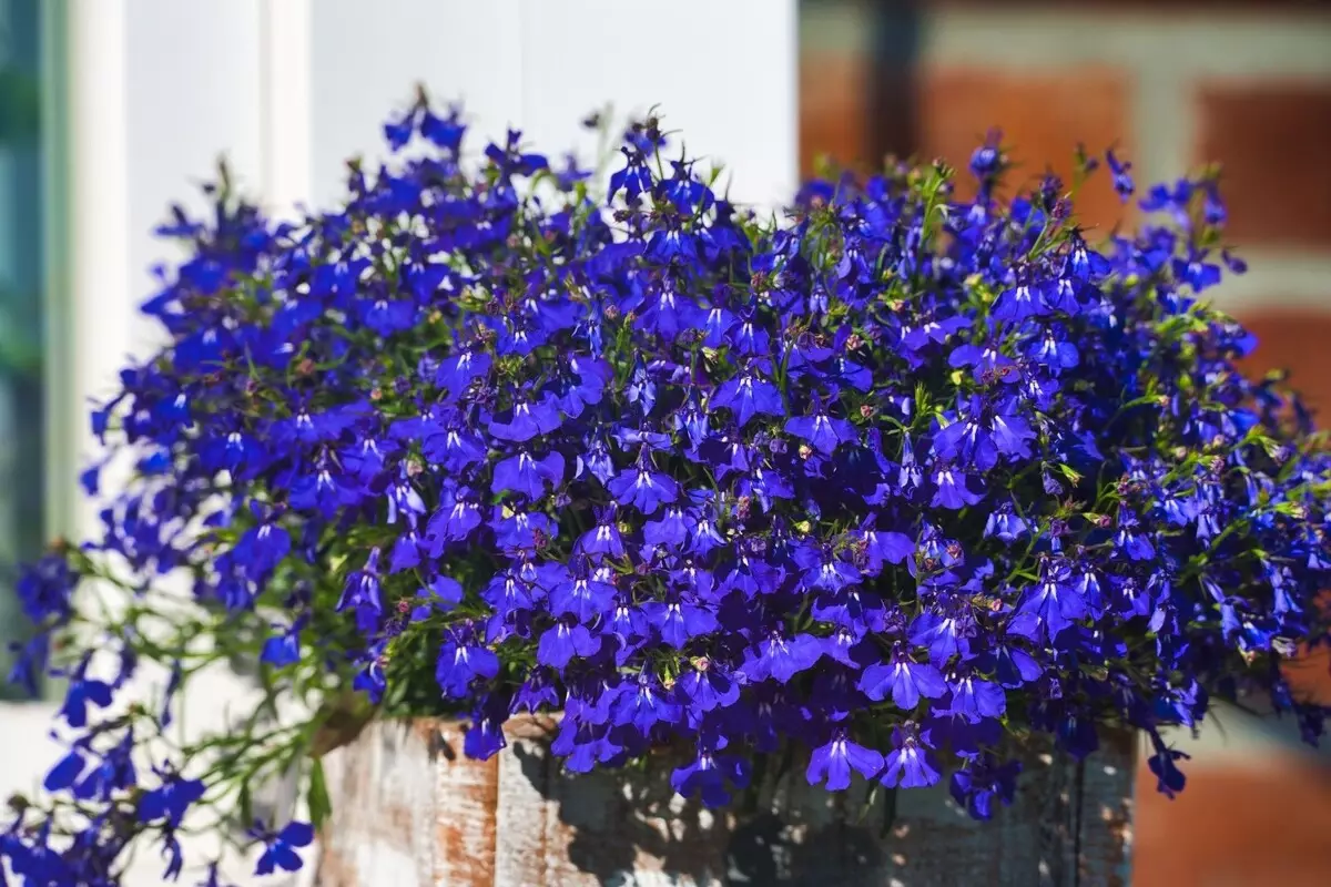 Lobélia azul: conheça as formas mais indicadas para cultivar essa herbácea de origem africana - Fonte Canva