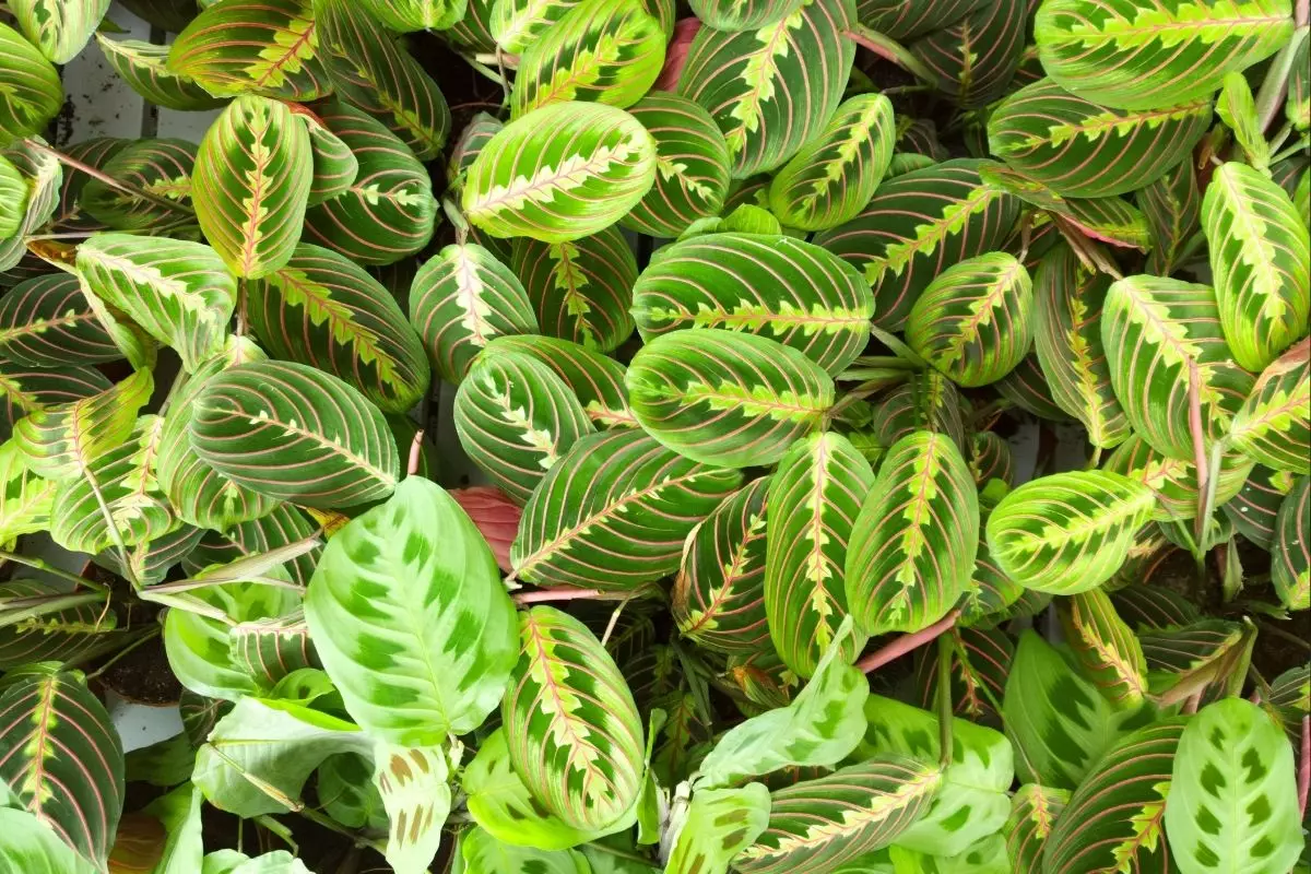 Marantas dicas rápidas e práticas para cultivar com sucesso essa planta - Reprodução Canva