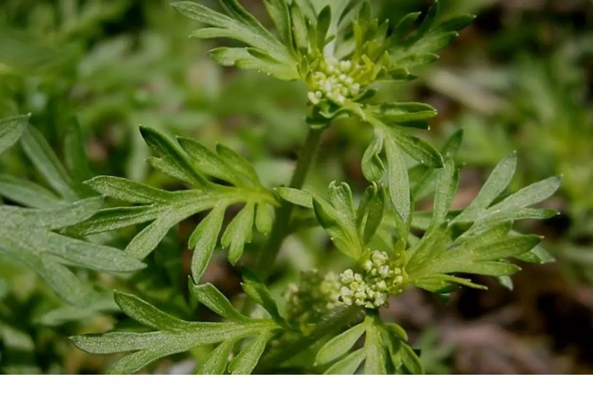 Mentruz: conheça os benefícios dessa planta para a sua saúde — Reprodução do commons.wikimedia.org.