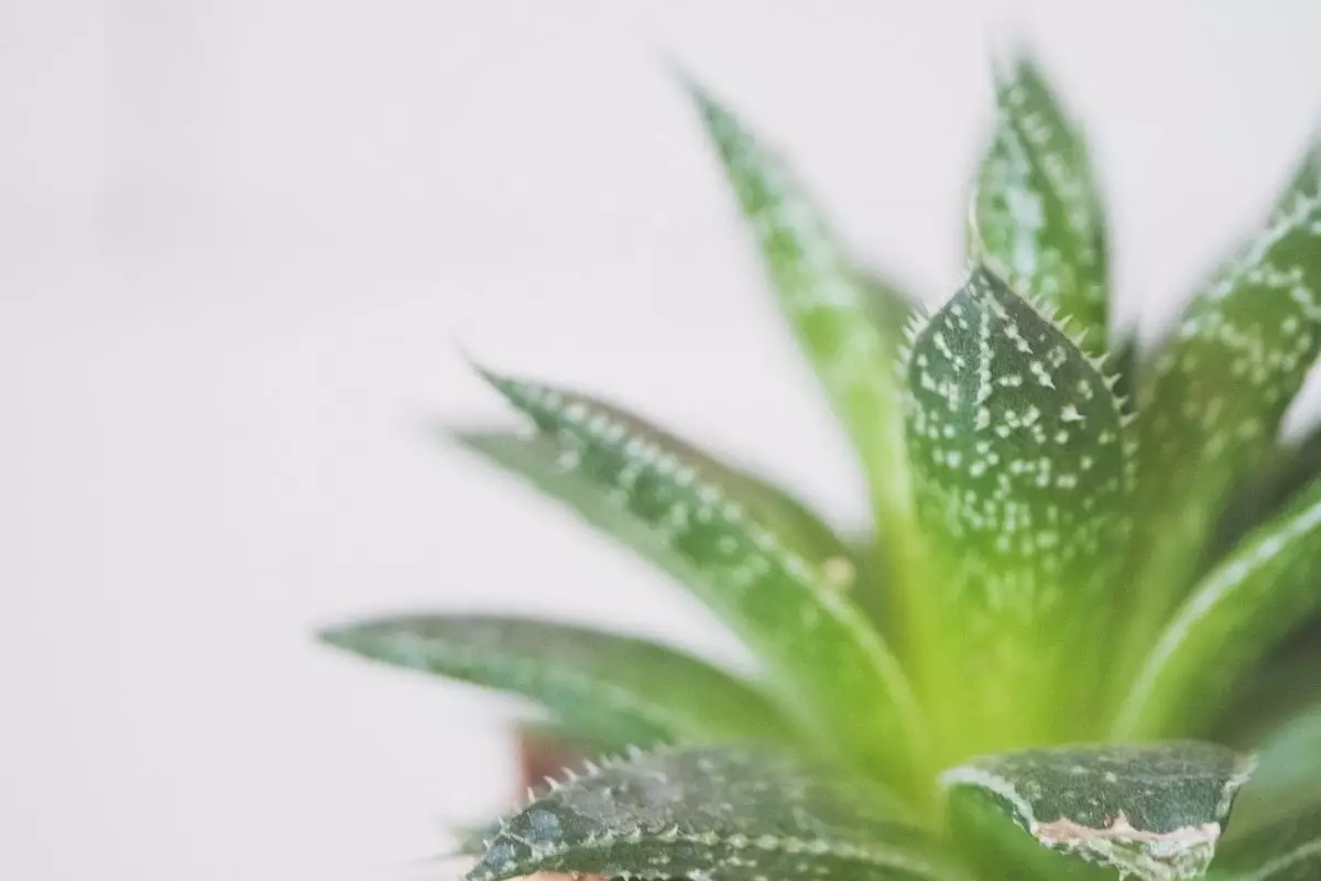 Mini espada de São Jorge confira informações sobre essa plantinha - Reprodução Canva