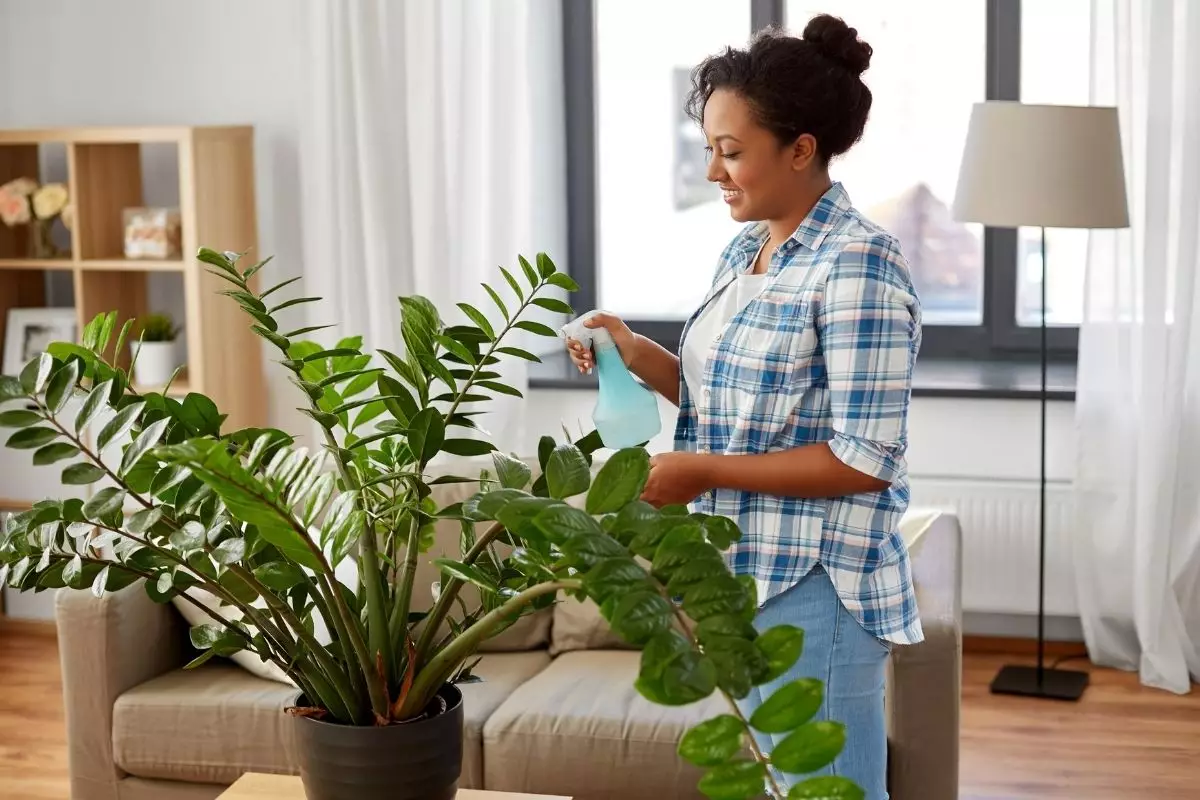 Não sabe cuidar de plantas Conheça as 5 plantas mais resistentes - Reprodução Canva