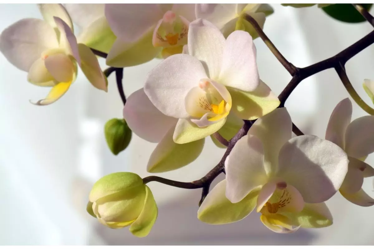 O segredo que vai fazer as suas orquídeas florescerem muito! 1 dica para virar o jogo - Reprodução Canva
