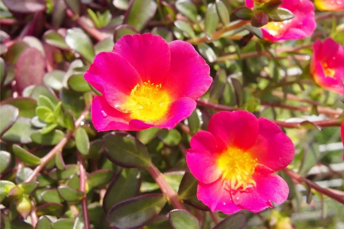 Onze horas conheça essa suculenta rara de flores comestíveis - Reprodução Canva