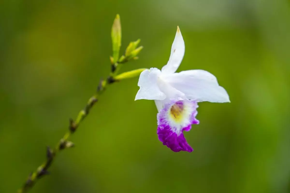 Orquídea-bambu confira algumas informações sobre essa planta linda - Reprodução Canva