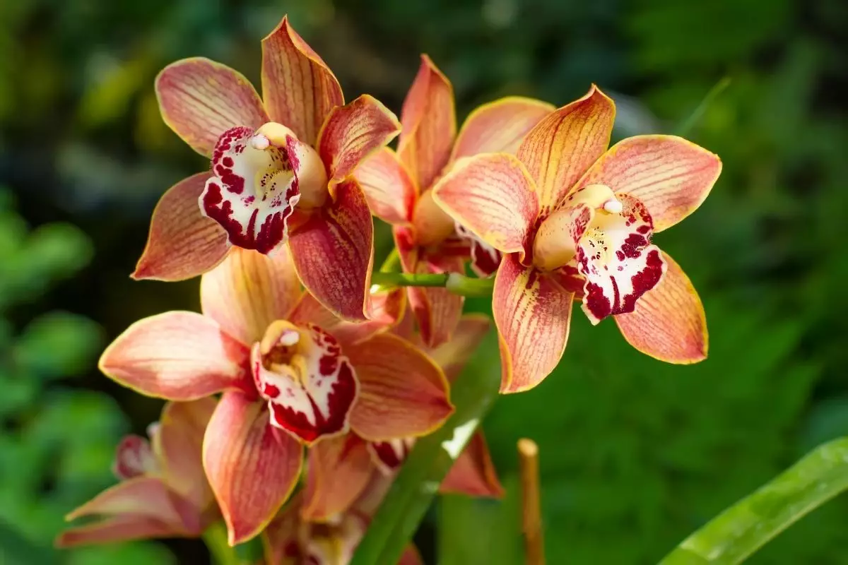 Orquídea cymbidium: tenha essa beleza exótica enfeitando a sua casa