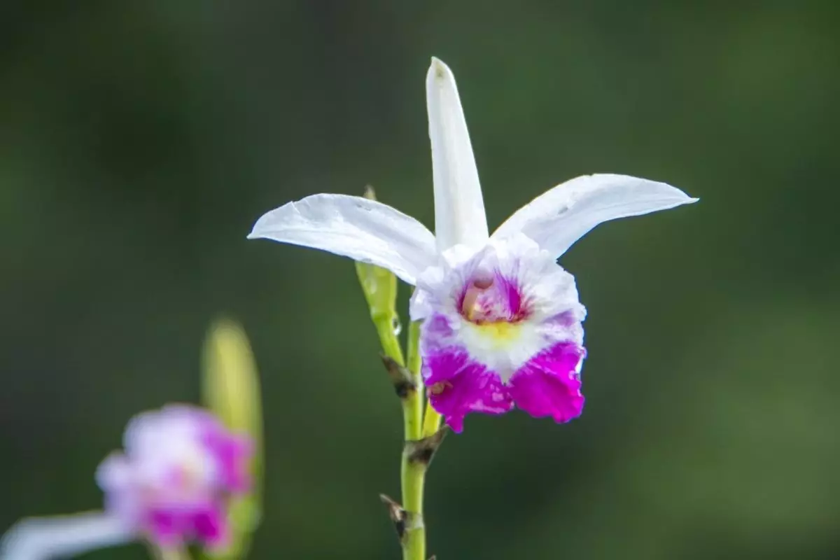 Orquídeas terrestres? Conheça mais sobre essas espécies de orquídeas desconhecidas