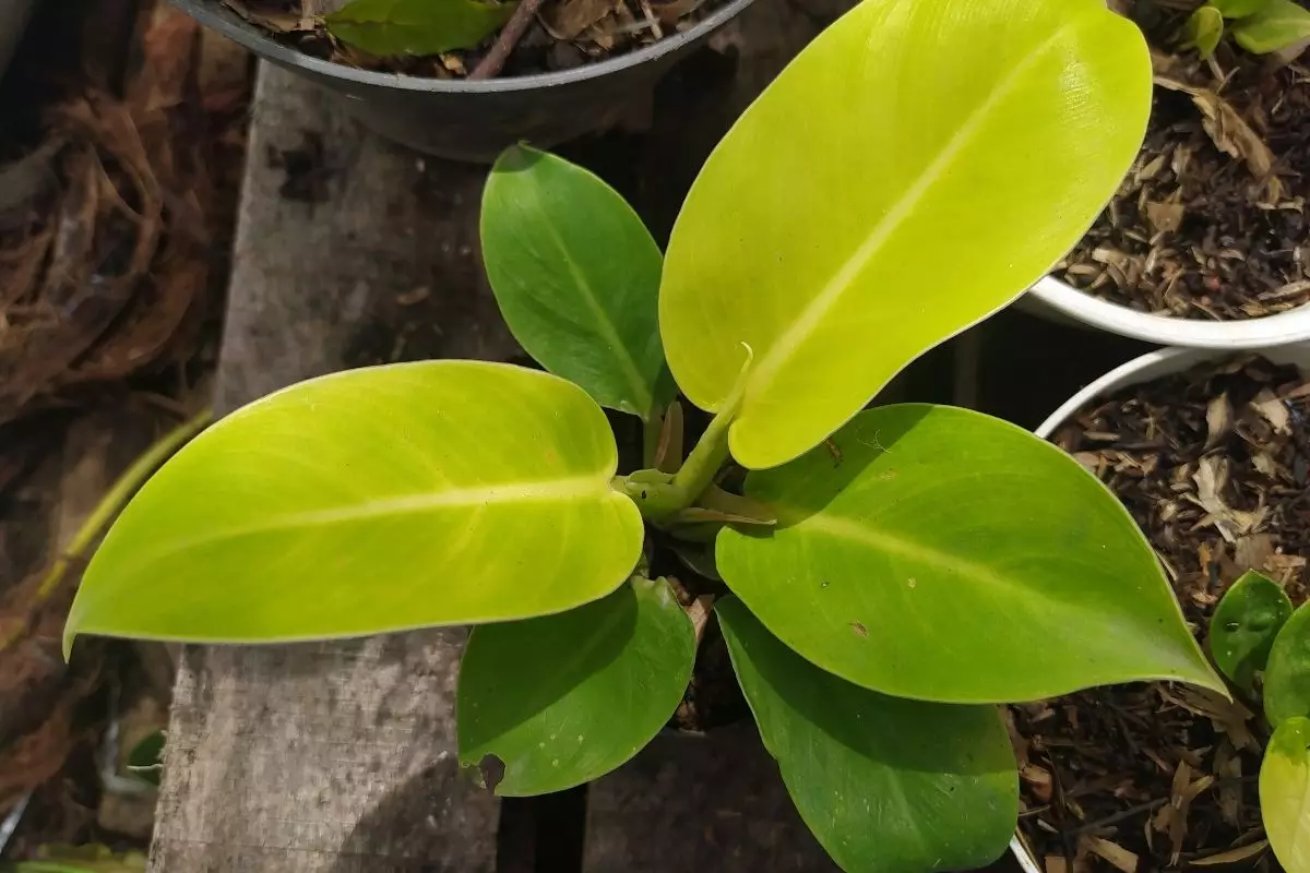 Pacová confira 10 dicas importantes para cultivar essa planta - Reprodução canva