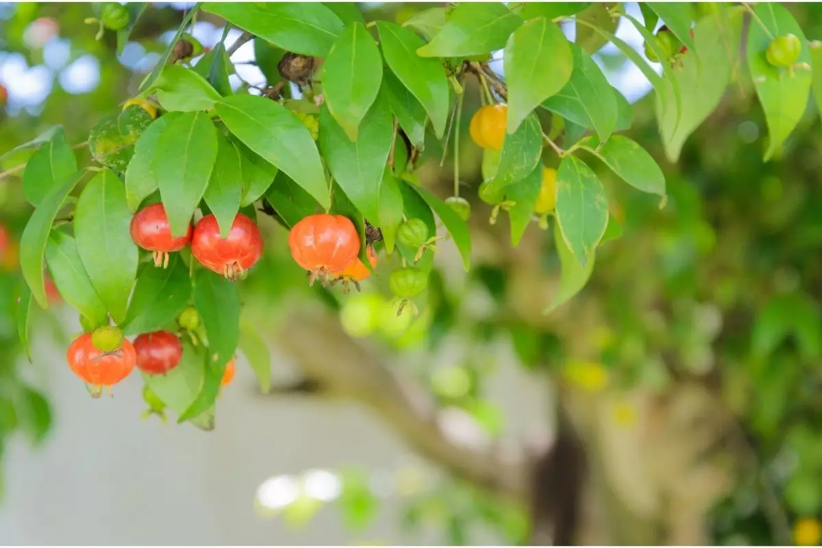 Pitanga: guia simples para plantar essa frutífera brasileira tendo pouco espaço