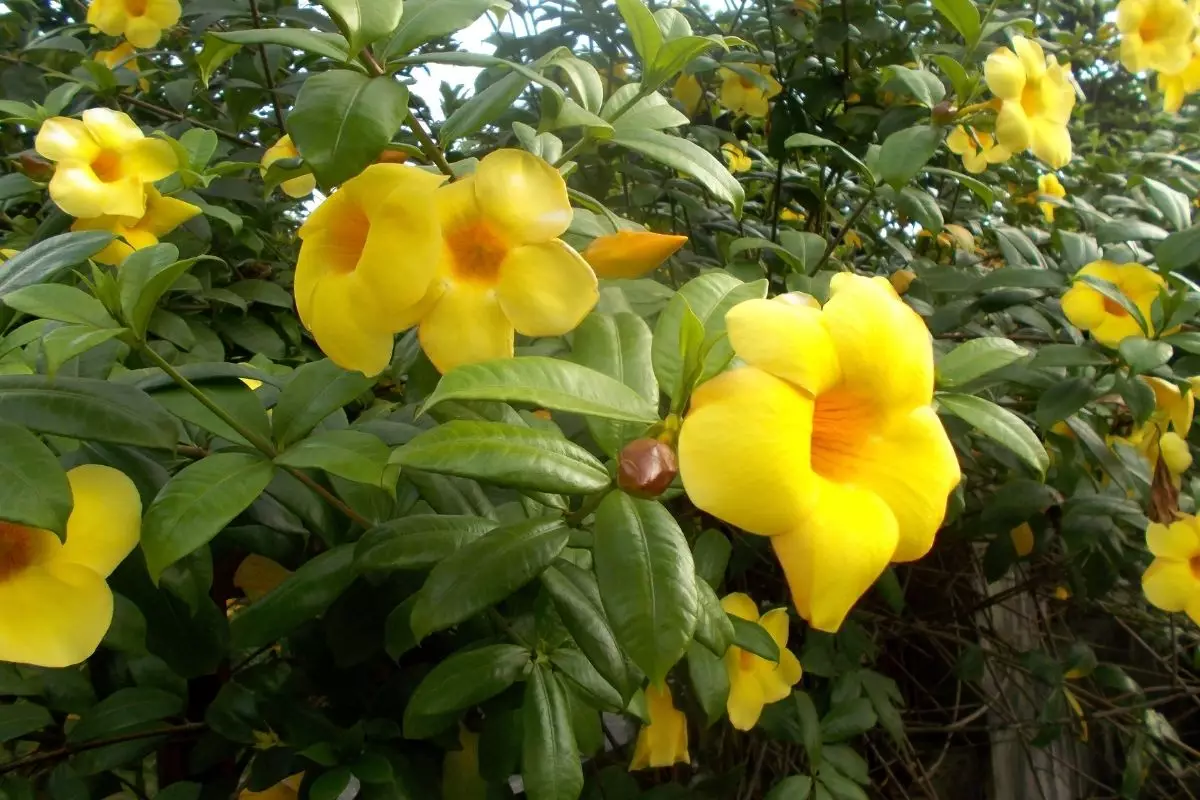 Plantas que gostam de sol - reprodução Canva